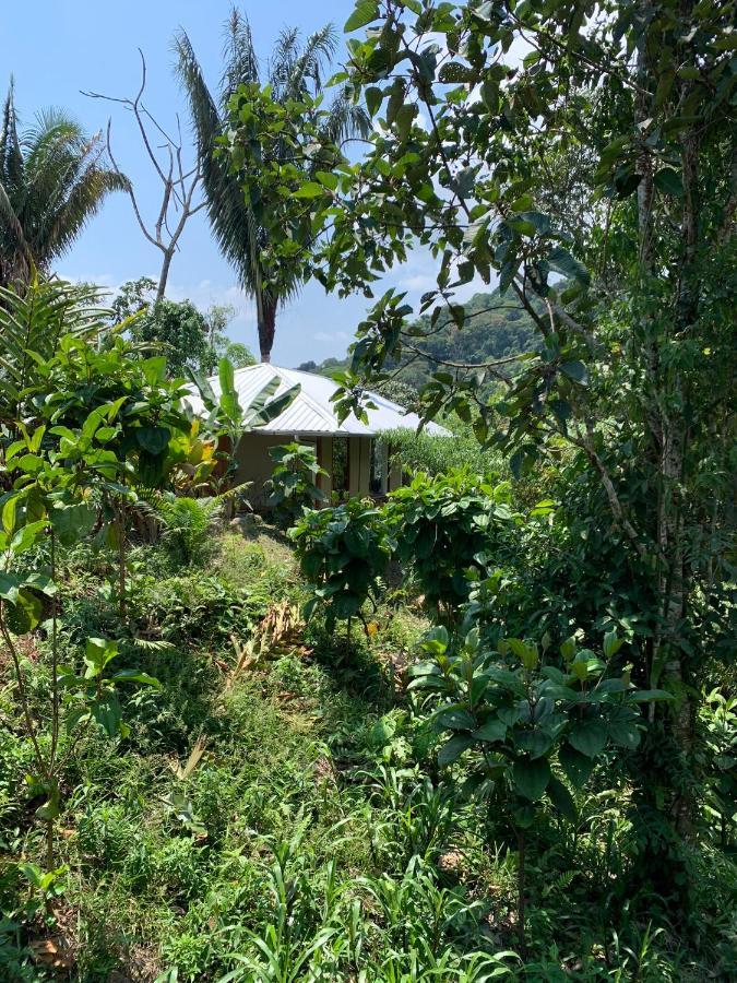 Wild Wasi Lodge - Adventures - Guided Tours Puyo Eksteriør billede