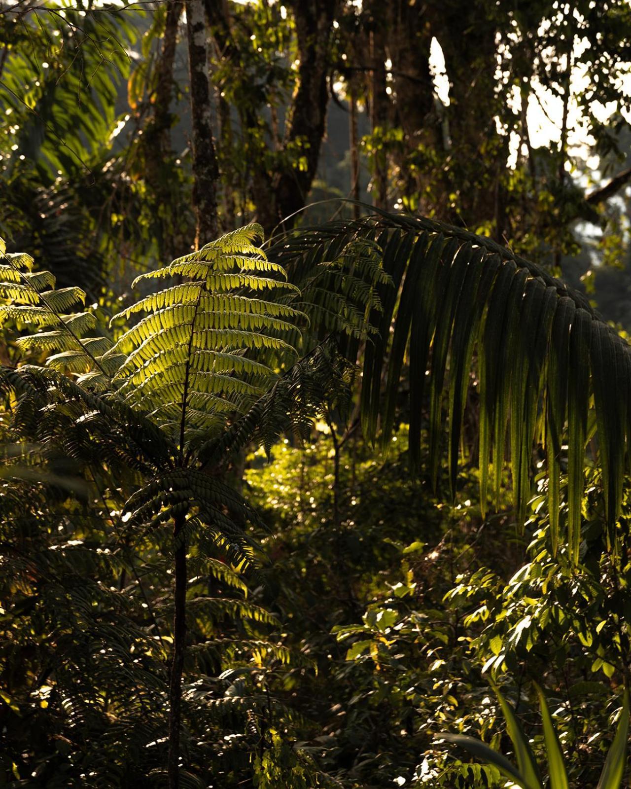 Wild Wasi Lodge - Adventures - Guided Tours Puyo Eksteriør billede