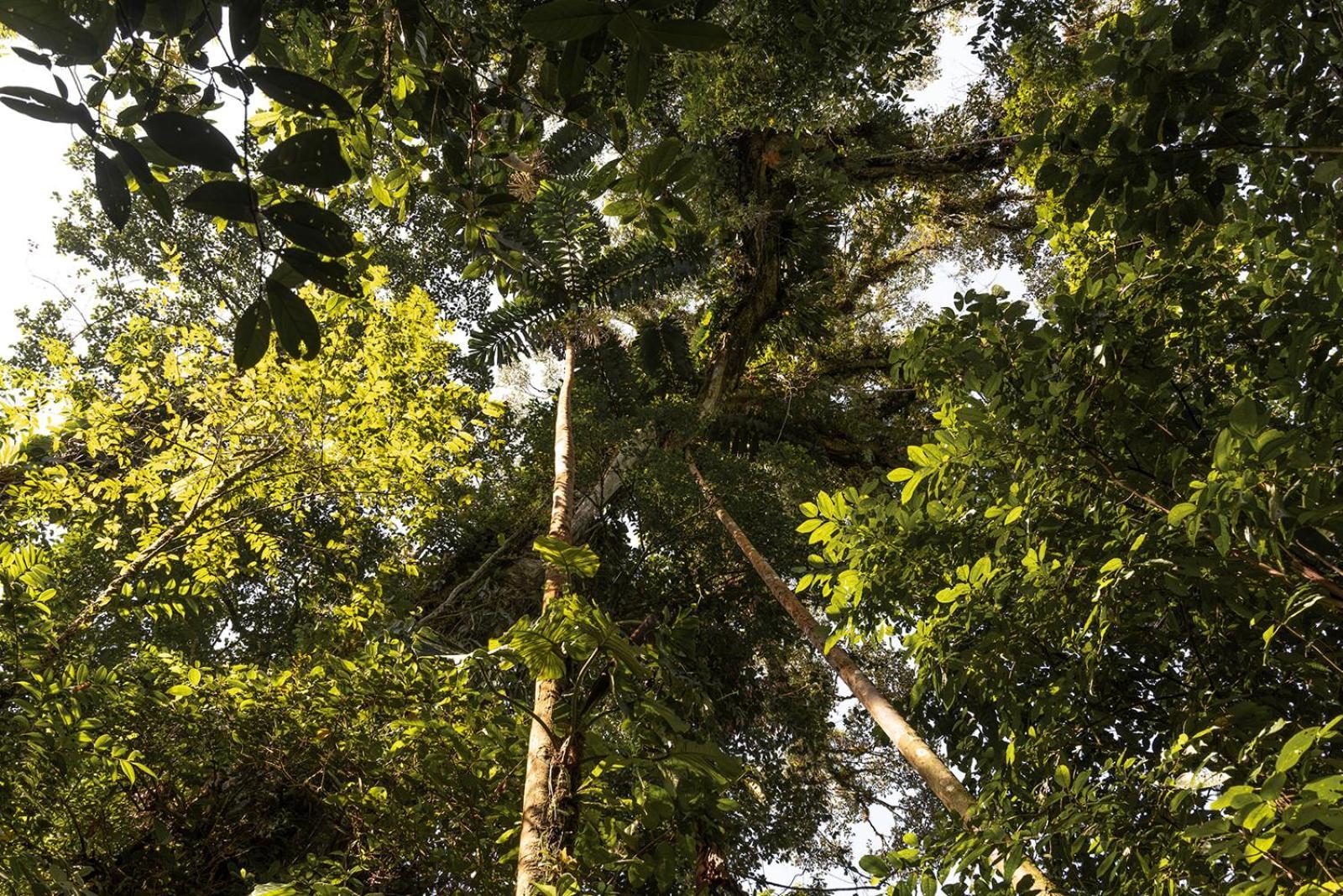 Wild Wasi Lodge - Adventures - Guided Tours Puyo Eksteriør billede